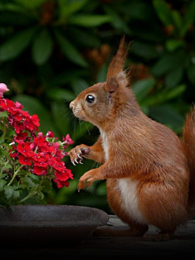 Tails Of Tradition: Red Squirrels In Folklore And Culture