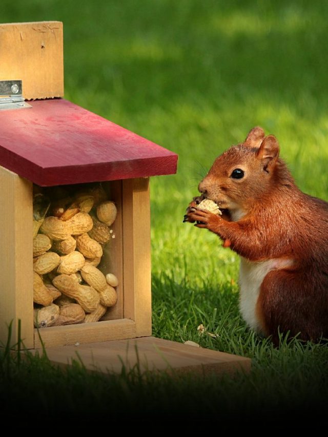 Nutty Geniuses: The Surprising Intelligence Of Squirrels