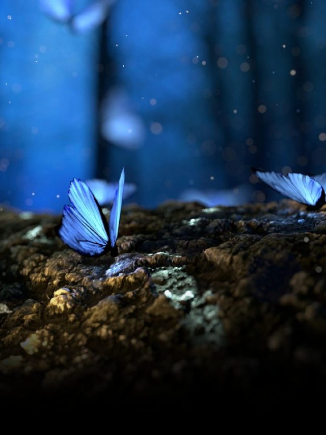 Climate Crisis: The Unseen Threat To Butterfly Populations